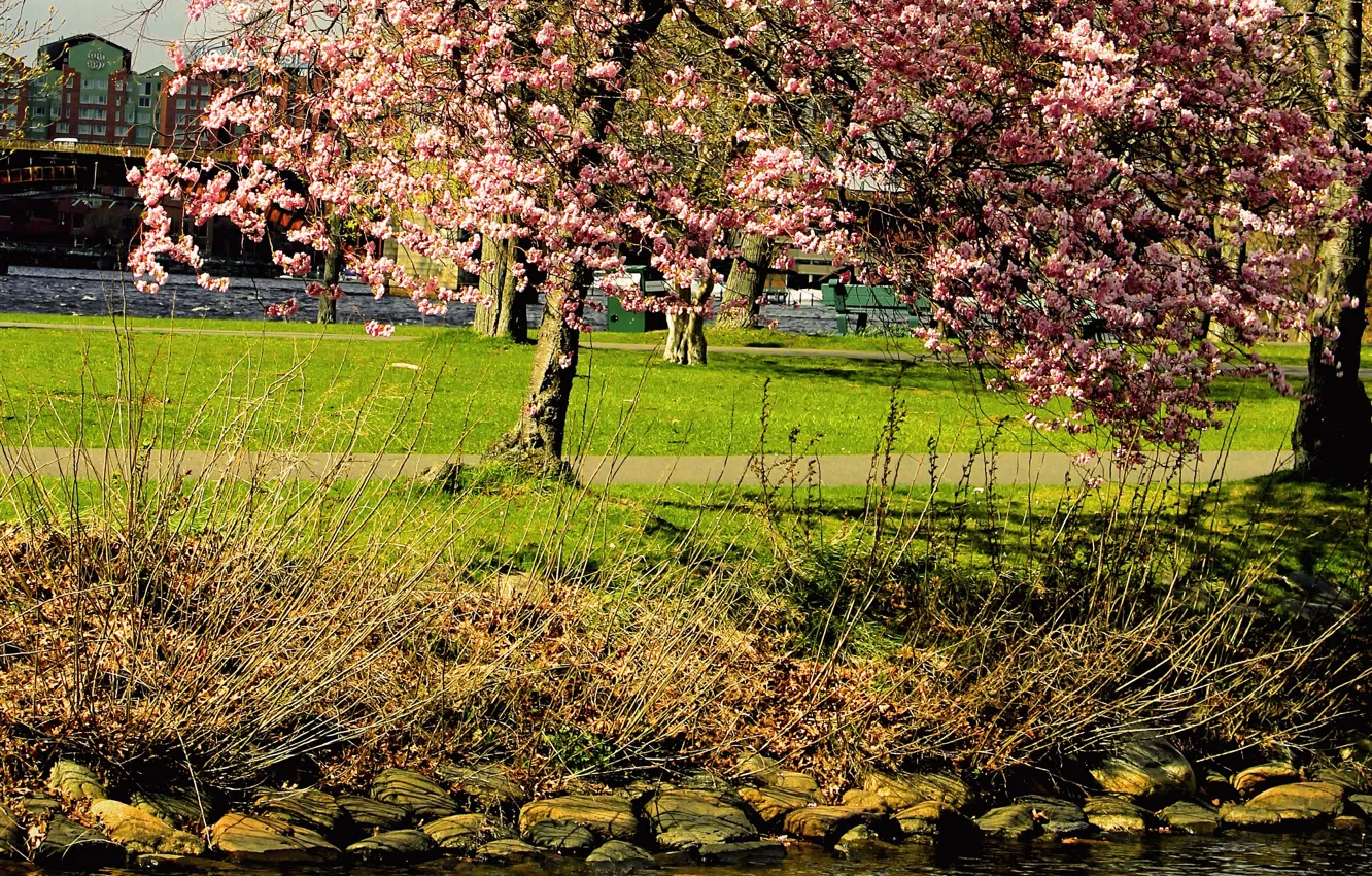Фото обои парк, дерево, весна, Nature, цветение, park, tree, spring