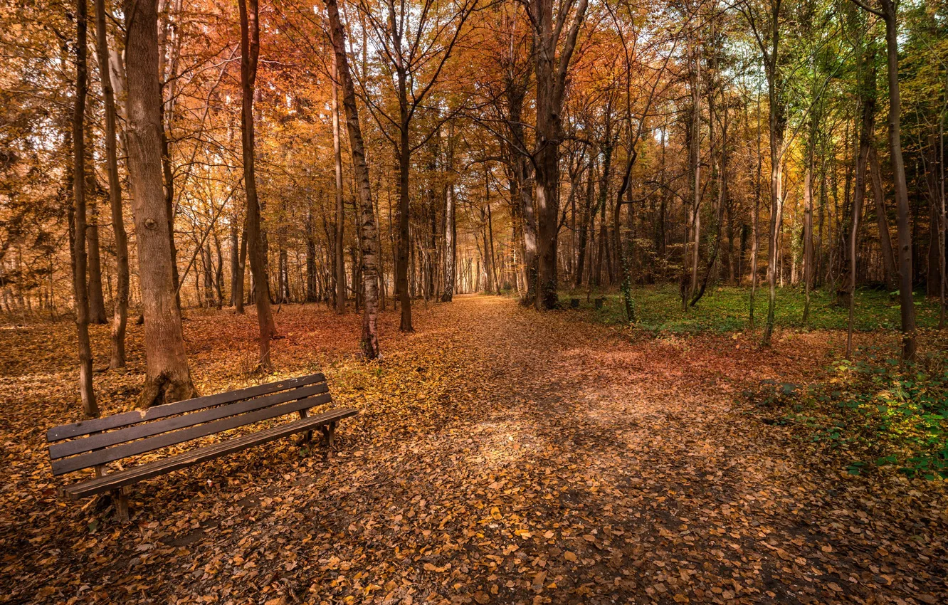 Фото обои осень, парк, скамья