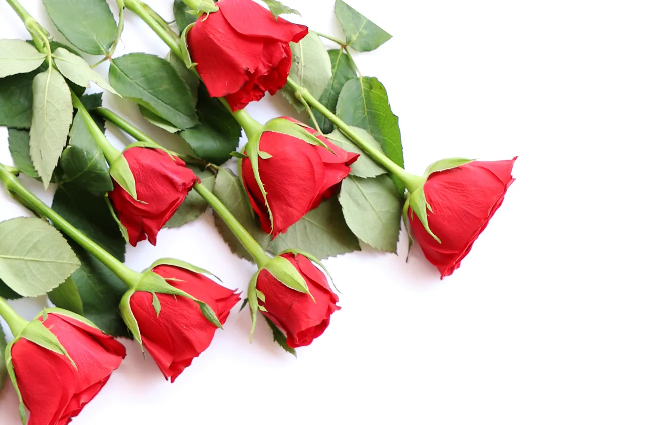 Фото обои цветы, розы, букет, красные, red, love, wood, flowers