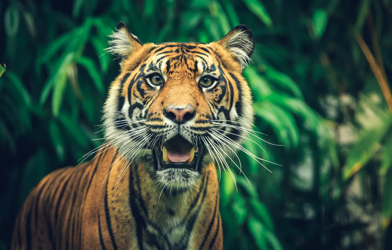 Фото обои зелень, язык, взгляд, морда, тигр, листва, портрет, удивление