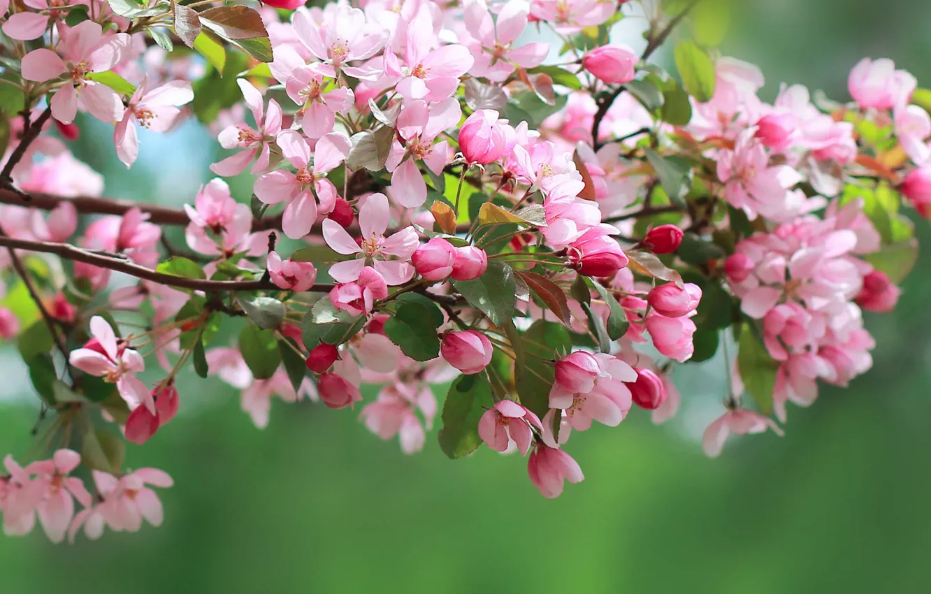 Фото обои листья, макро, цветы, ветки, весна, лепестки, розовые, яблоня