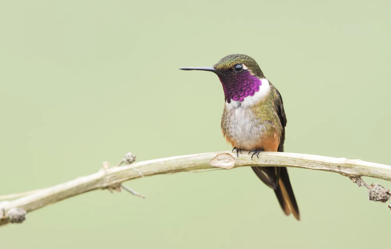 Фото обои ветки, колибри, кроха