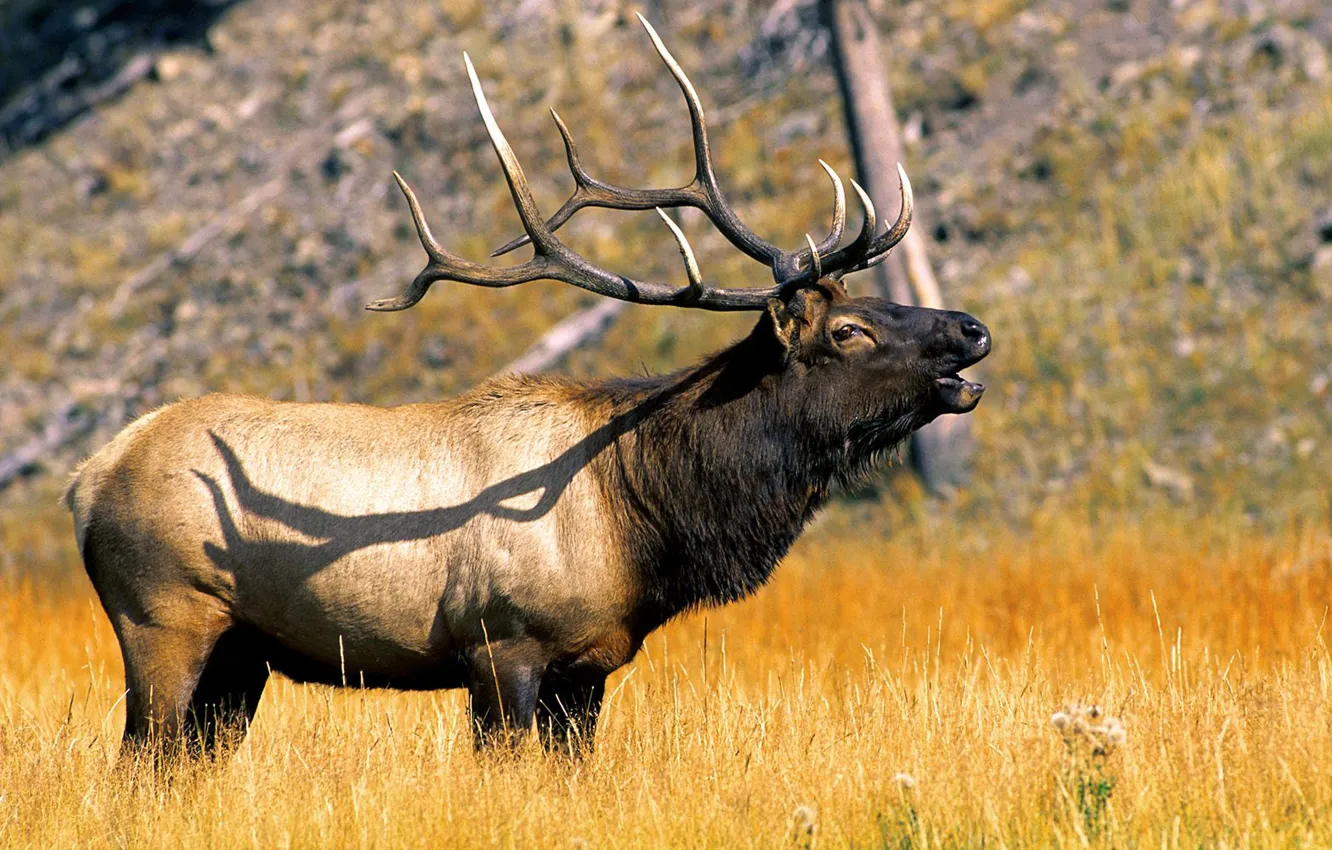 Фото обои Animal, Elk, U.s, In Yellowstone National Park Wyoming