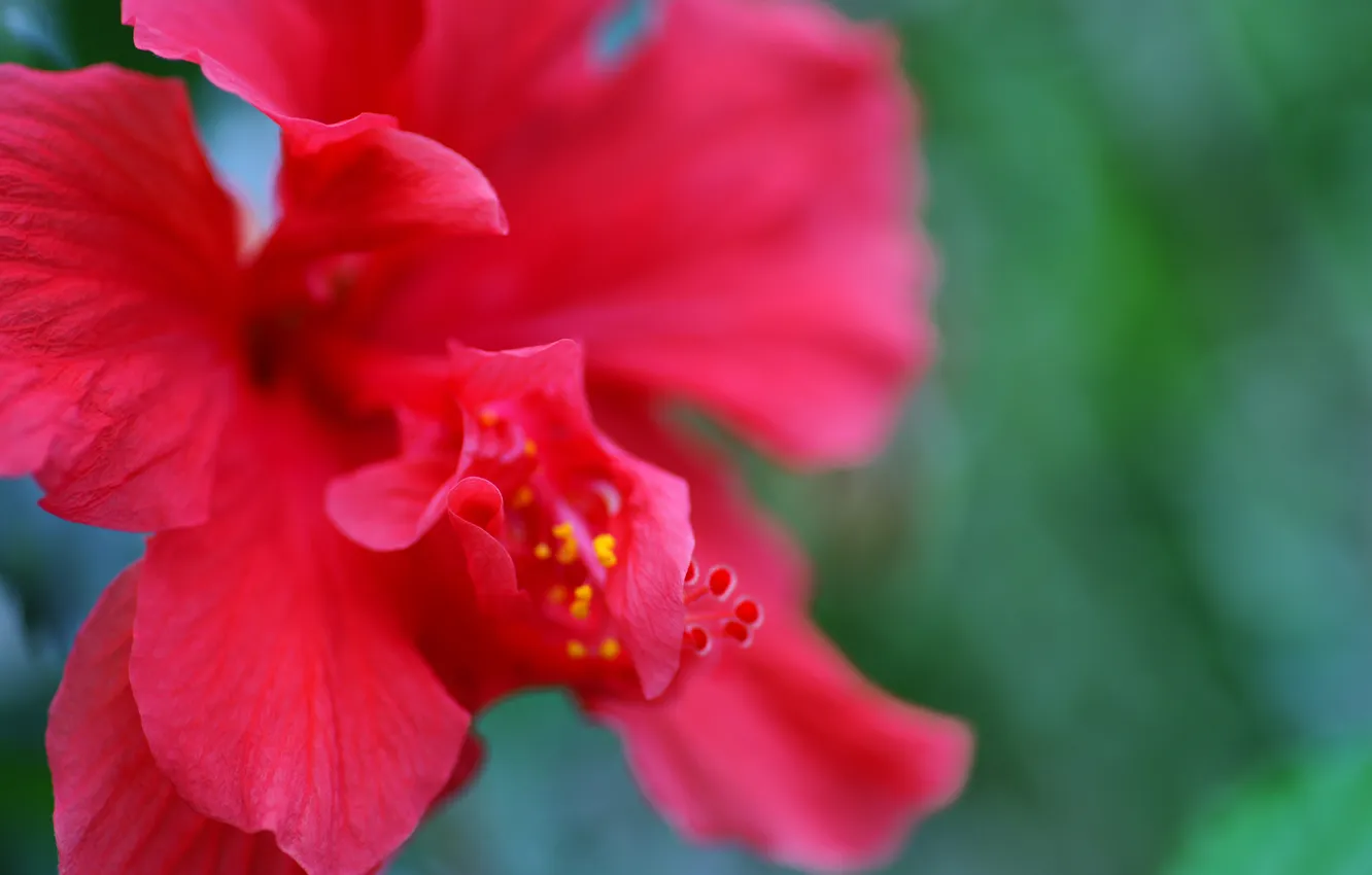 Фото обои цветок, макро, красный, природа, лепестки, гибискус
