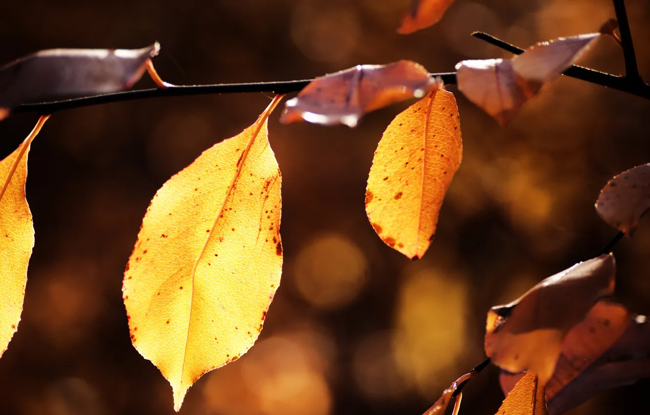 Фото обои осень, листья, природа, листок, листки, макро фотографии, осенние обои, красивые картинки