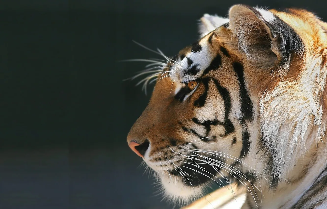 Фото обои животное, спокойствие, Тигр, tiger, хищник.