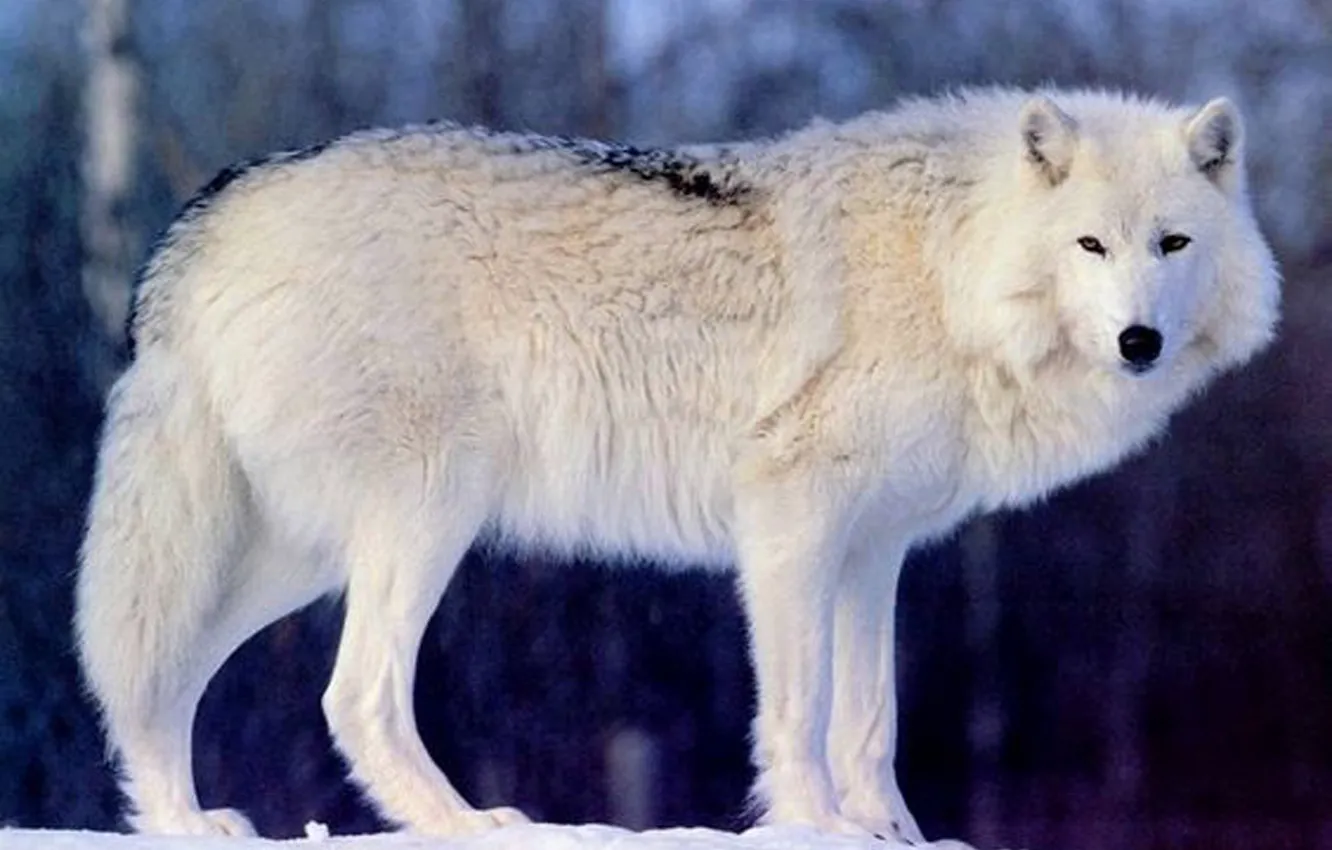 Фото обои face, wildlife, head, fur, arctic, mammal, polar, .beauty .wolf