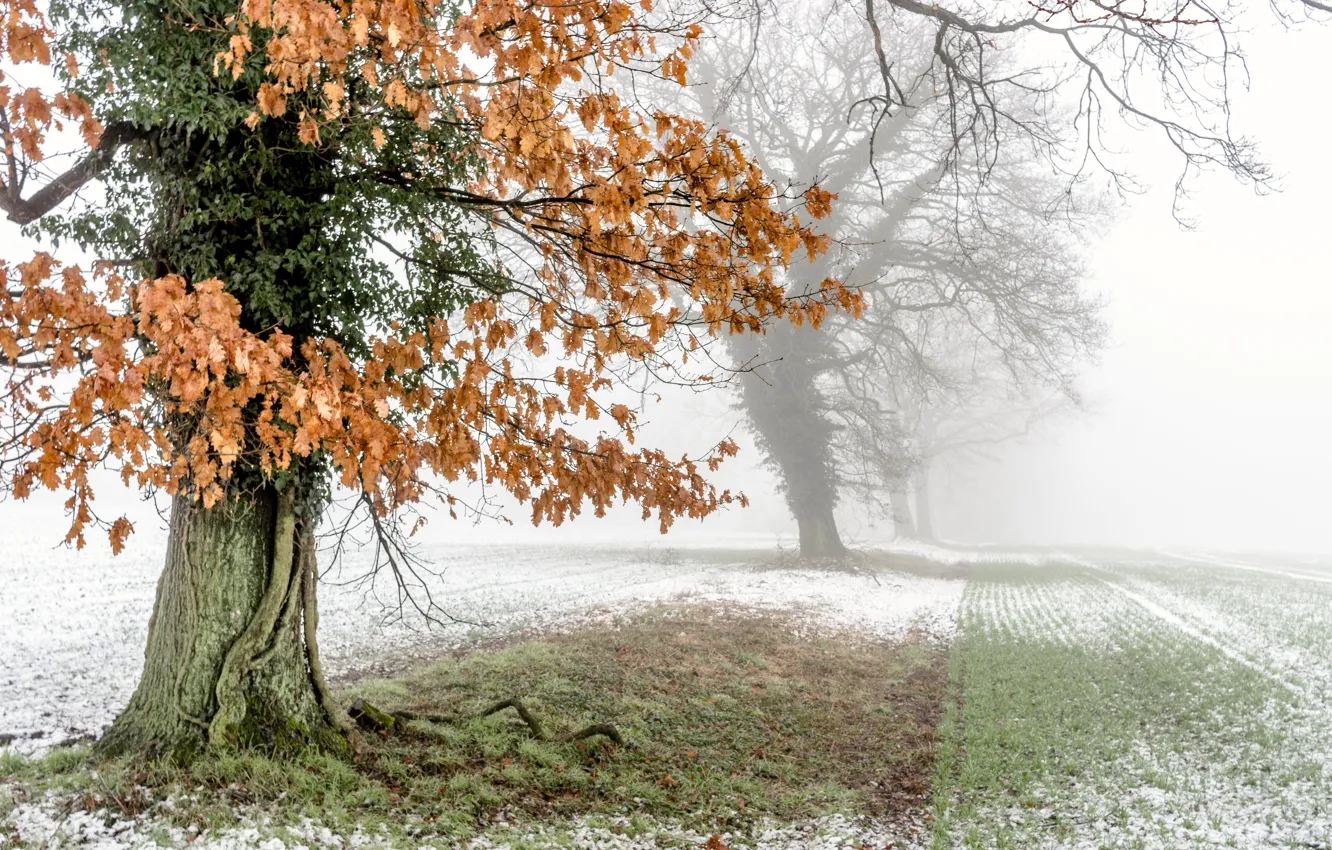 Фото обои поле, деревья, туман
