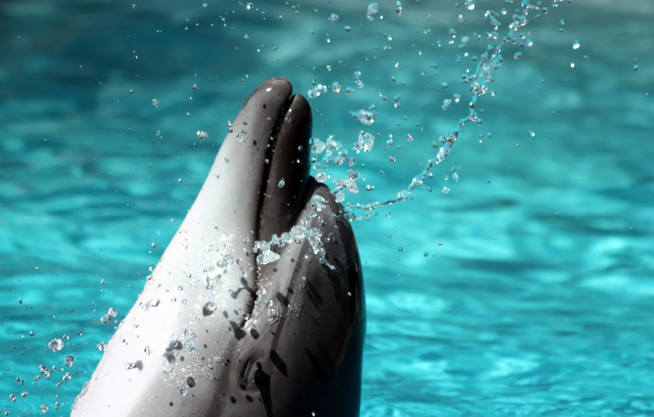 Фото обои вода, брызги, дельфин, Dolphin