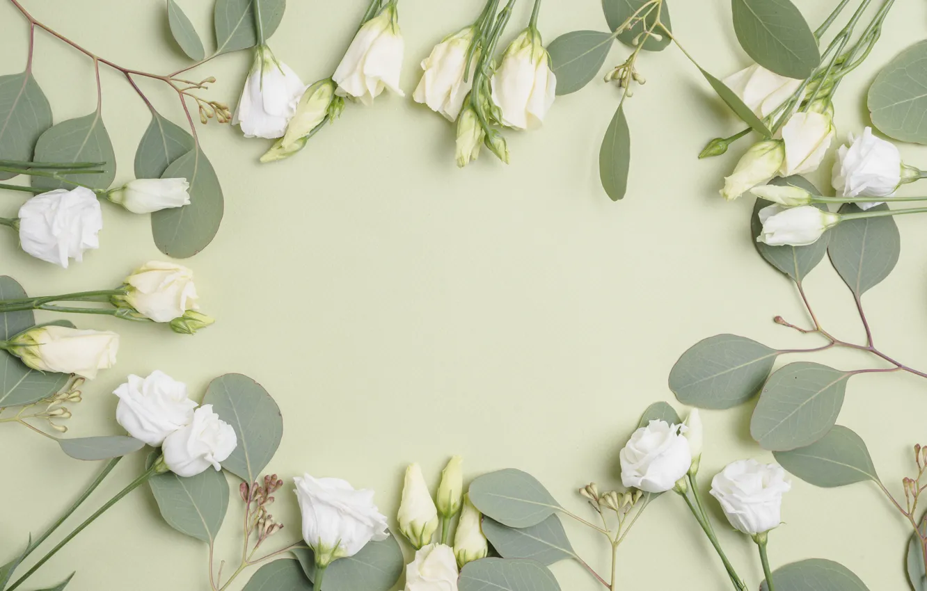 Фото обои цветы, фон, эустома