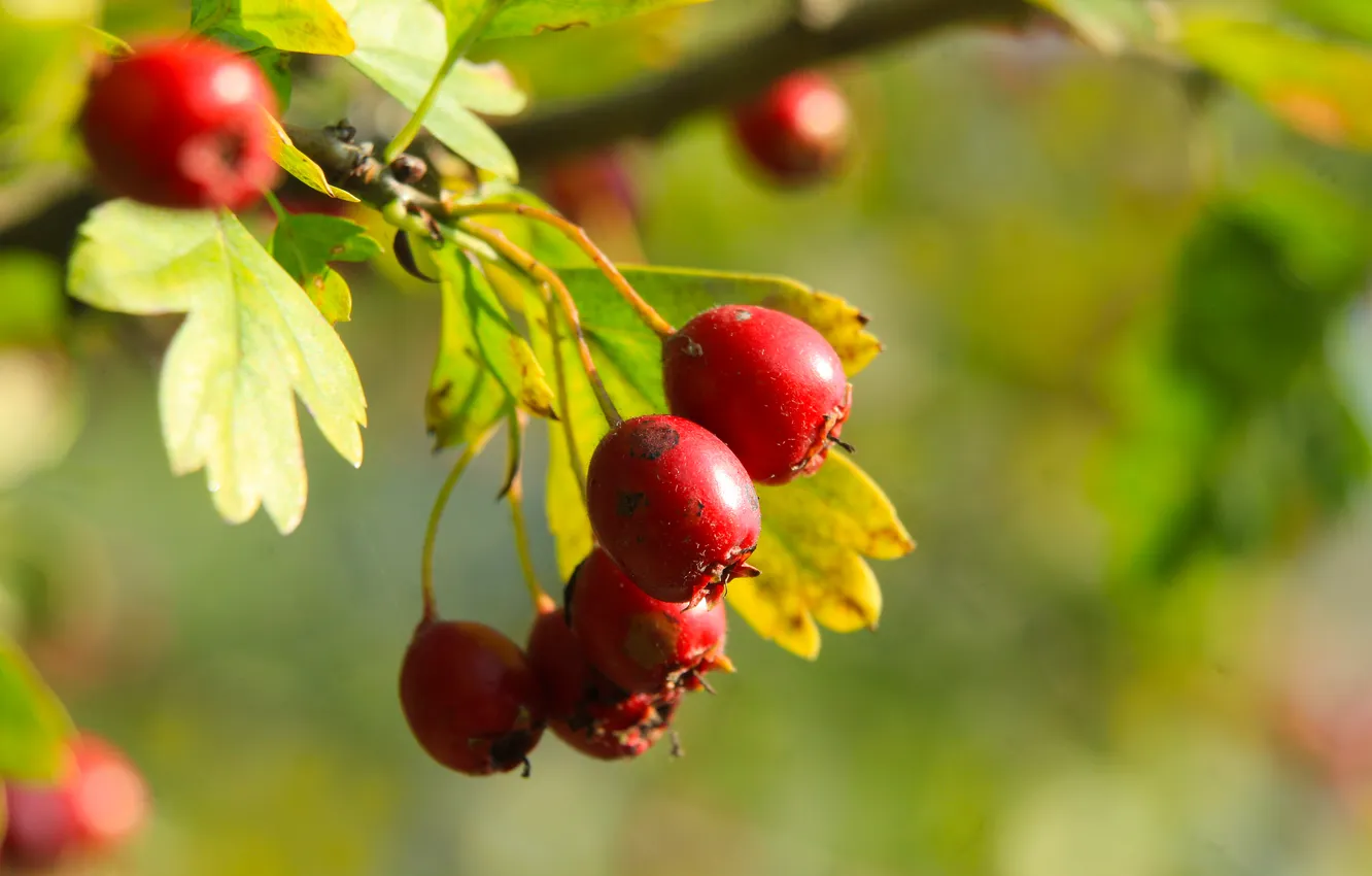 Фото обои red, leafs, fruit, twig