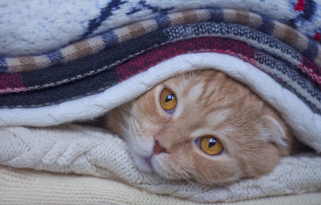 Фото обои кошка, кот, взгляд, поза, котенок, вислоухий, рыжий, лежит
