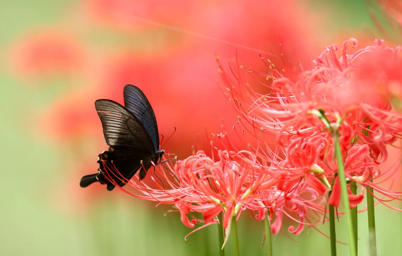 Фото обои макро, цветы, бабочка, лилия, размытие, красные, черная, насекомое