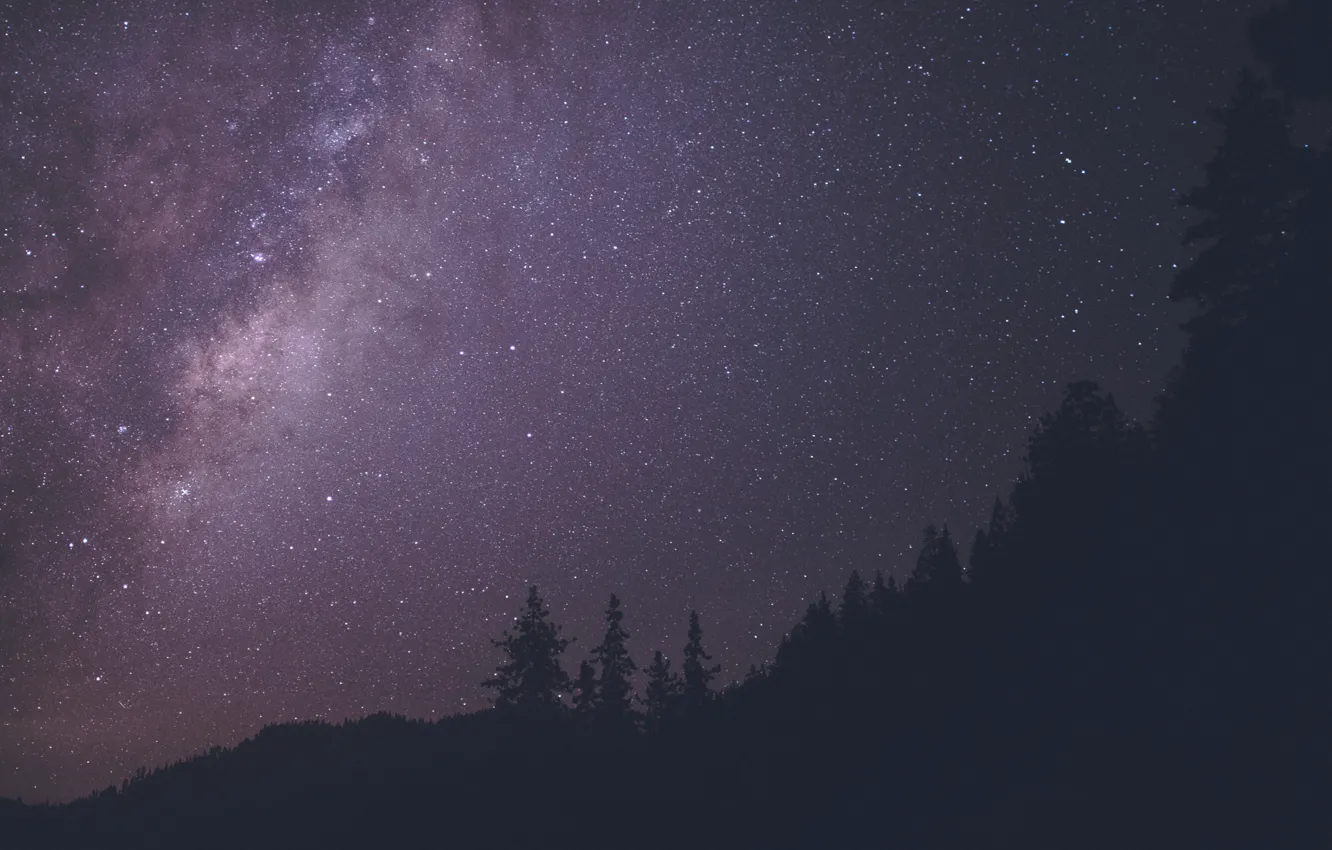 Фото обои лес, ночь, путь, млечный, небо.звезды