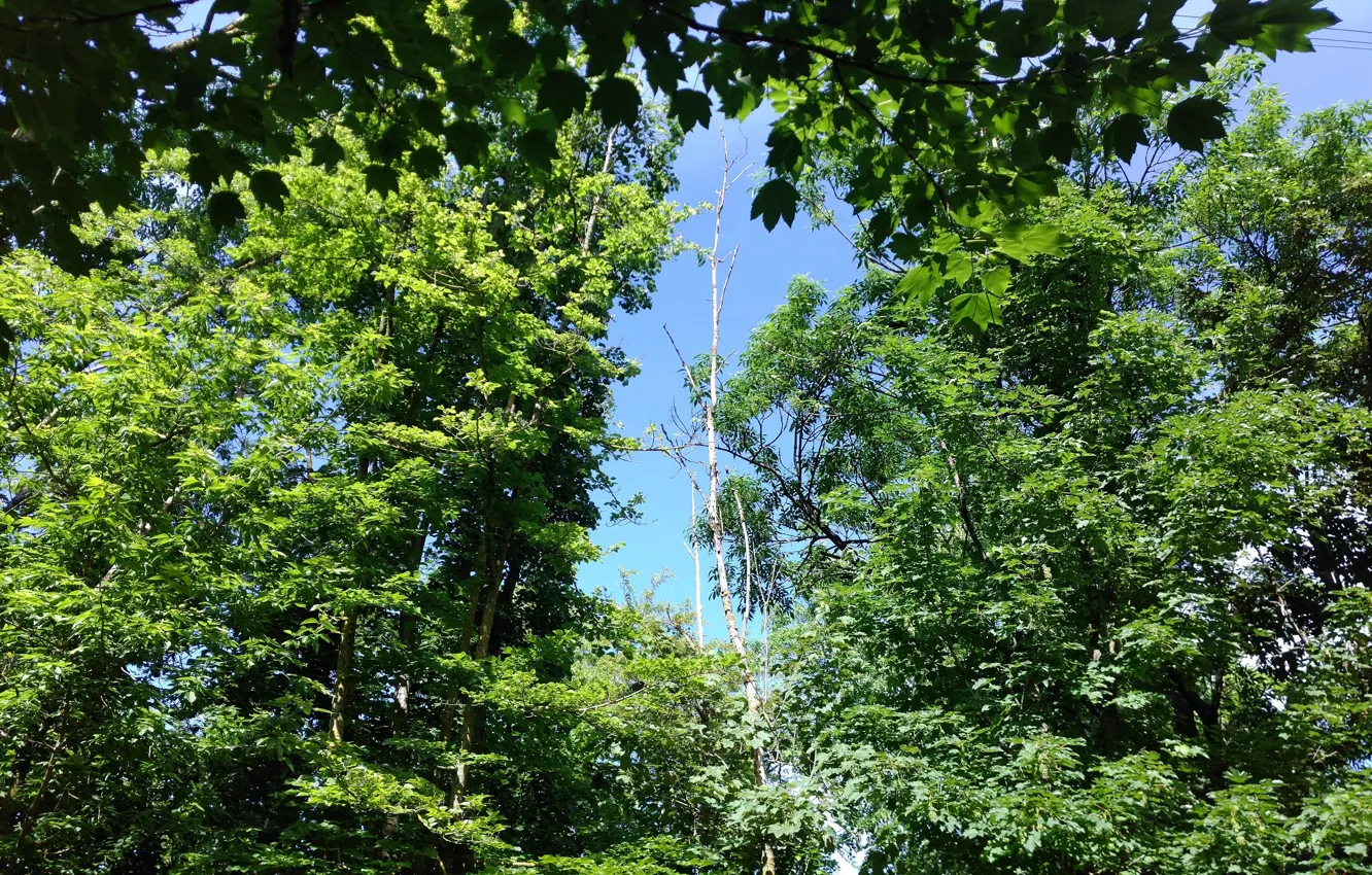 Фото обои деревья, парк, весна