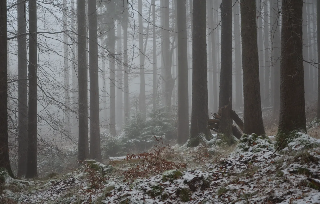 Фото обои зима, лес, снег, деревья, природа, туман, Германия, Germany