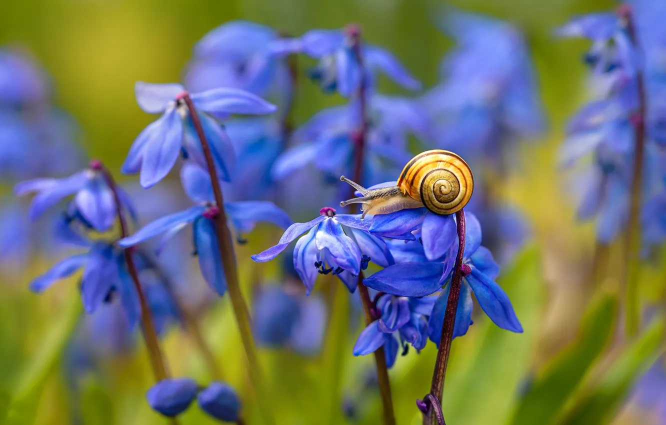 Фото обои blue, flowers, snail
