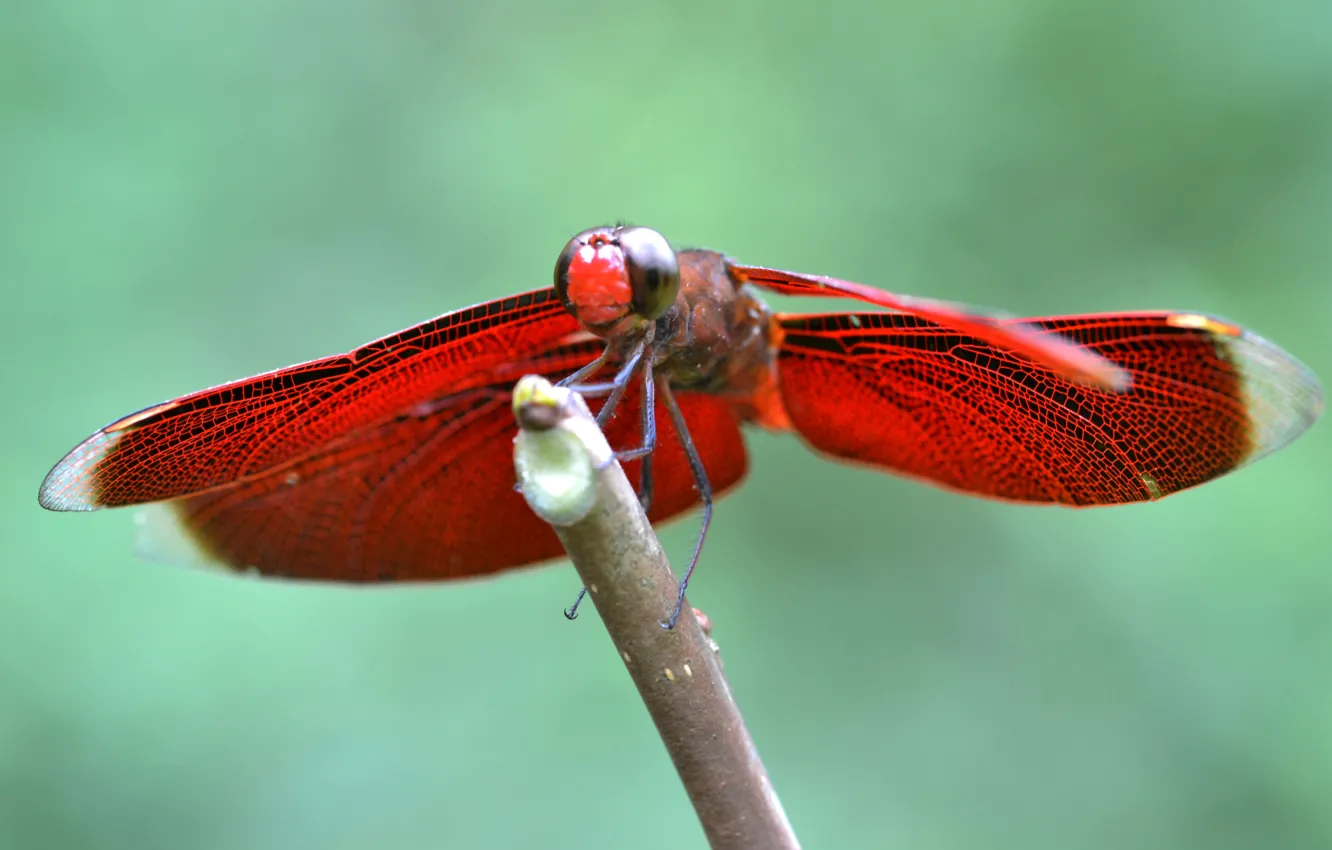 Фото обои крылья, ветка, стрекоза, насекомое