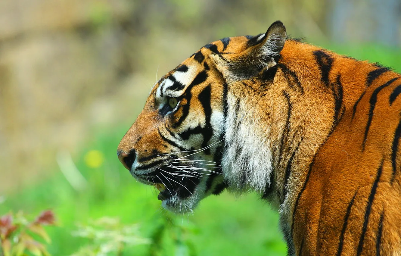 Фото обои морда, тигр, хищник, профиль