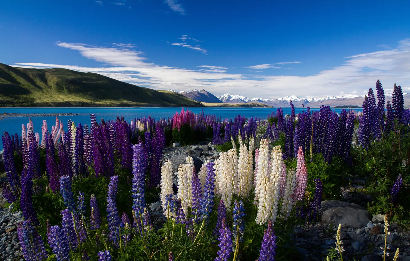 Фото обои цветы, горы, озеро, разноцветные, люпины