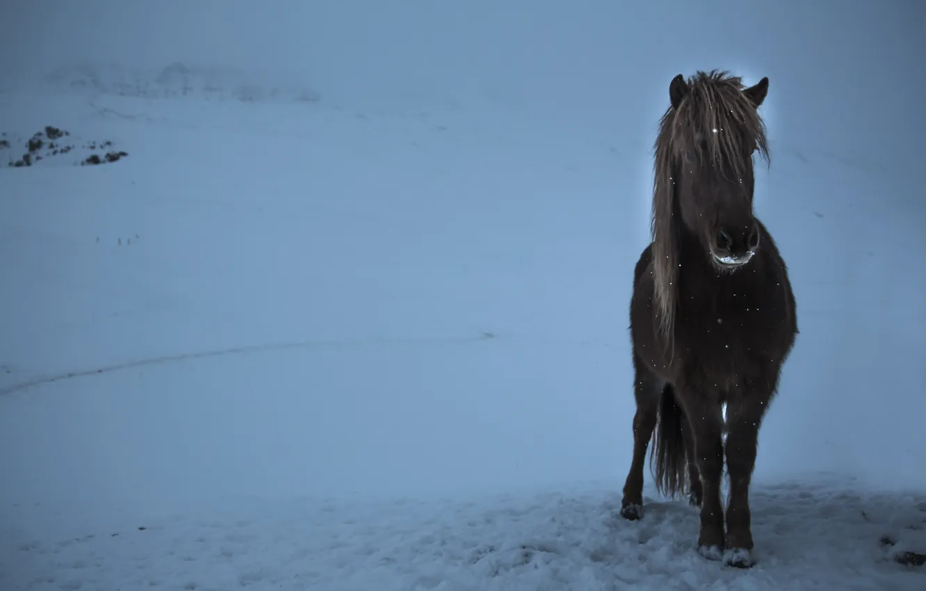 Фото обои зима, конь, вечер