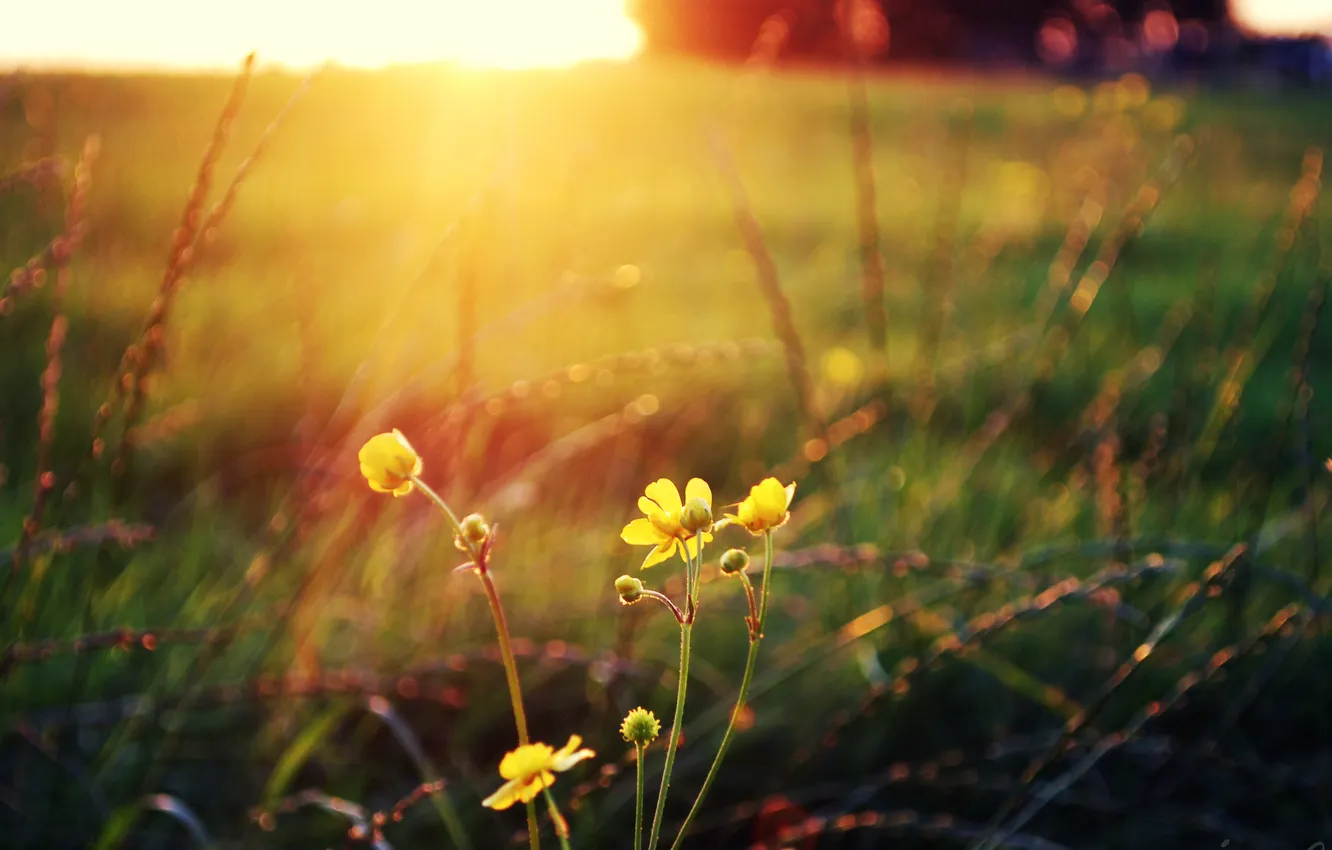 Фото обои поле, солнце, макро, цветы