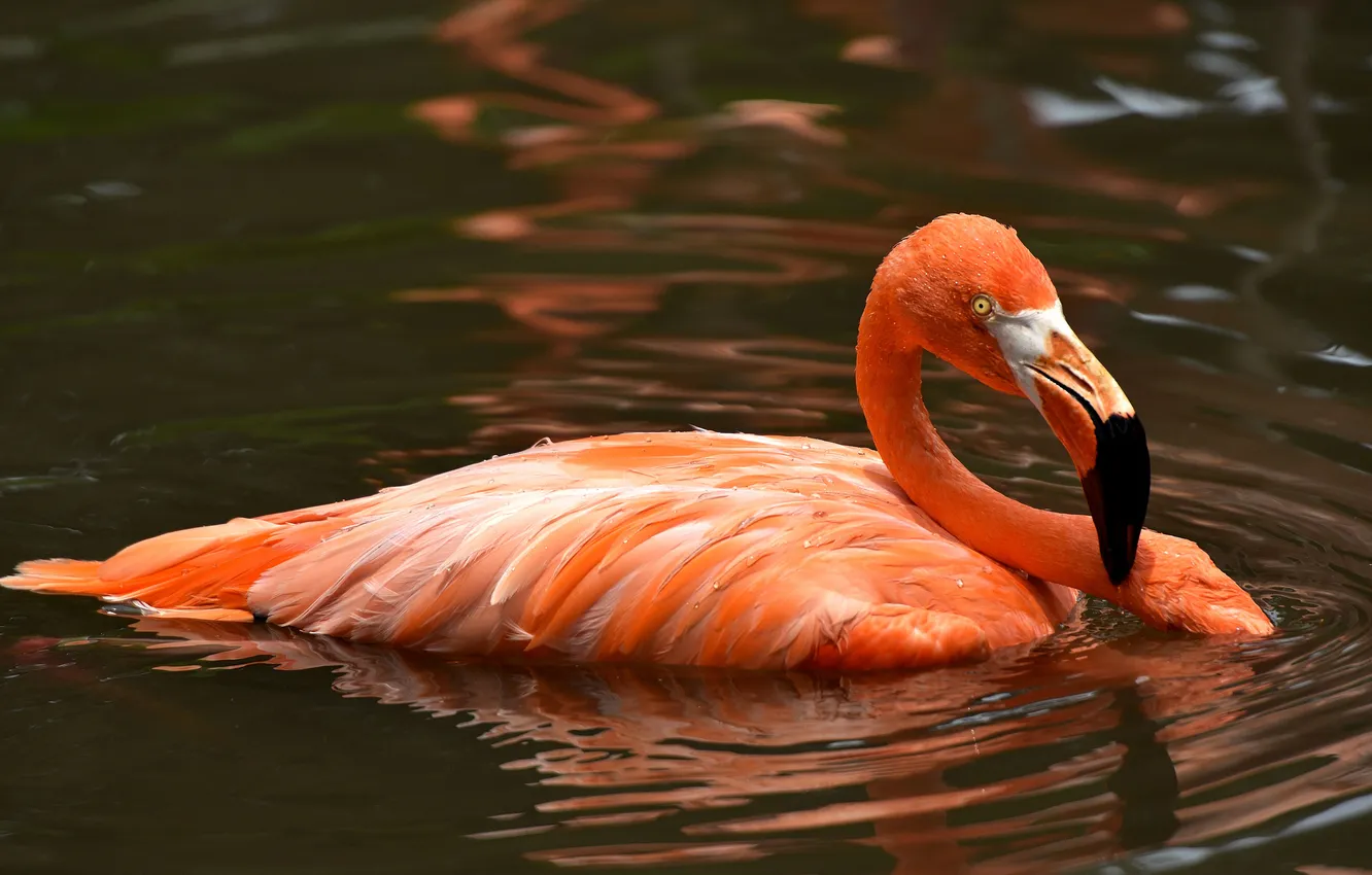 Фото обои вода, птица, перья, клюв, фламинго