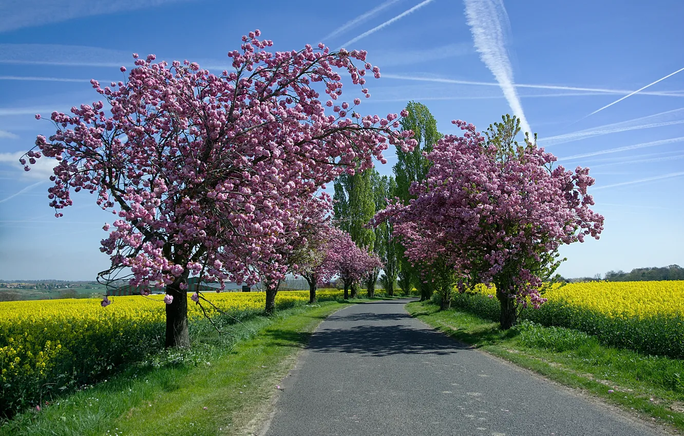 Фото обои дорога, небо, солнце, деревья, поля, весна, цветение, рапс