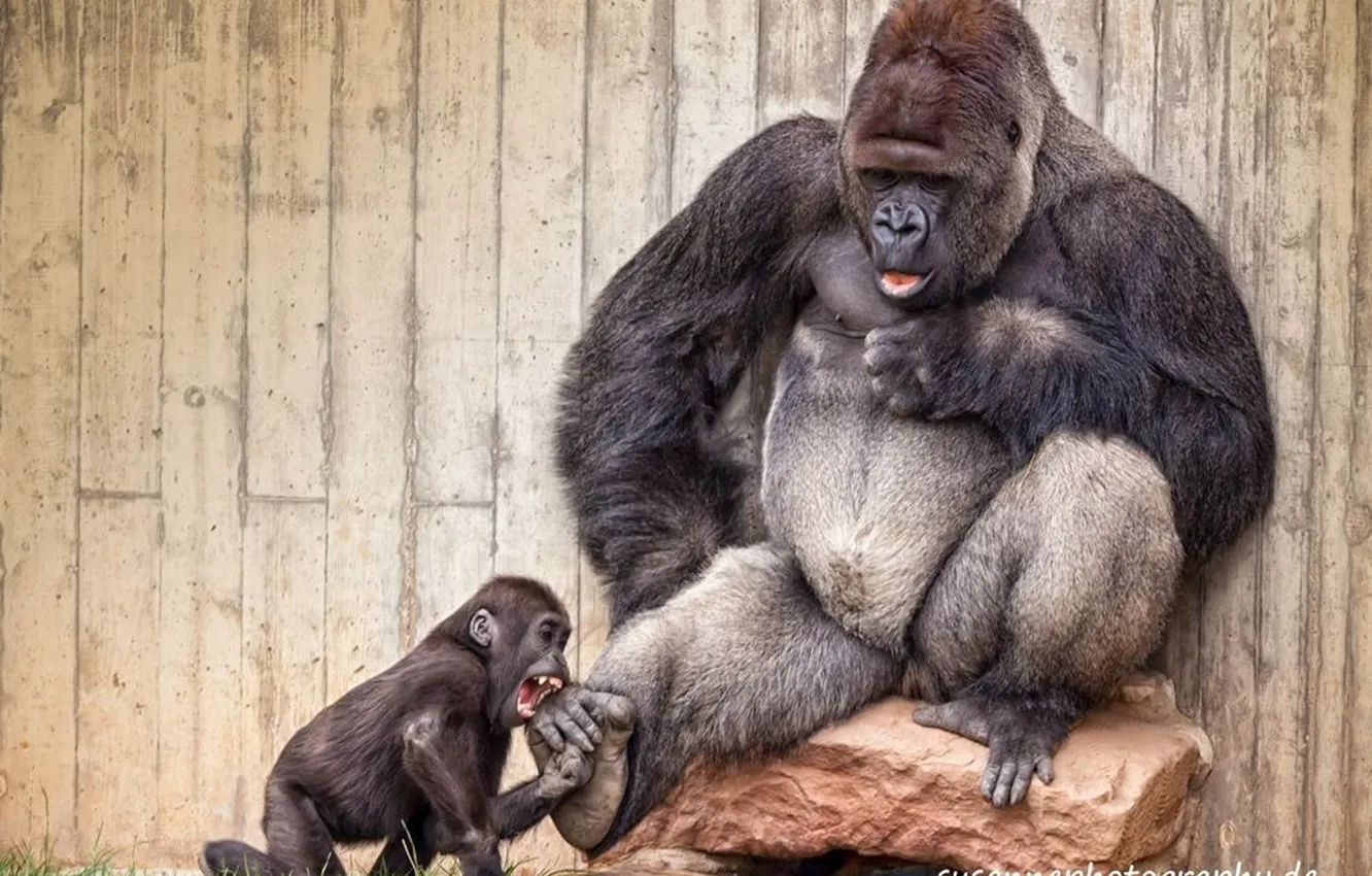 Фото обои animals, playing, herbivorous, gorilla and his son