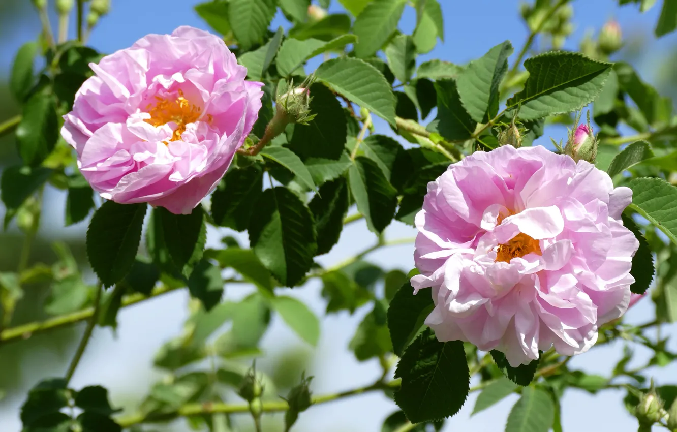 Фото обои лето, листья, цветы, розы, шиповник, розовые, розовый куст