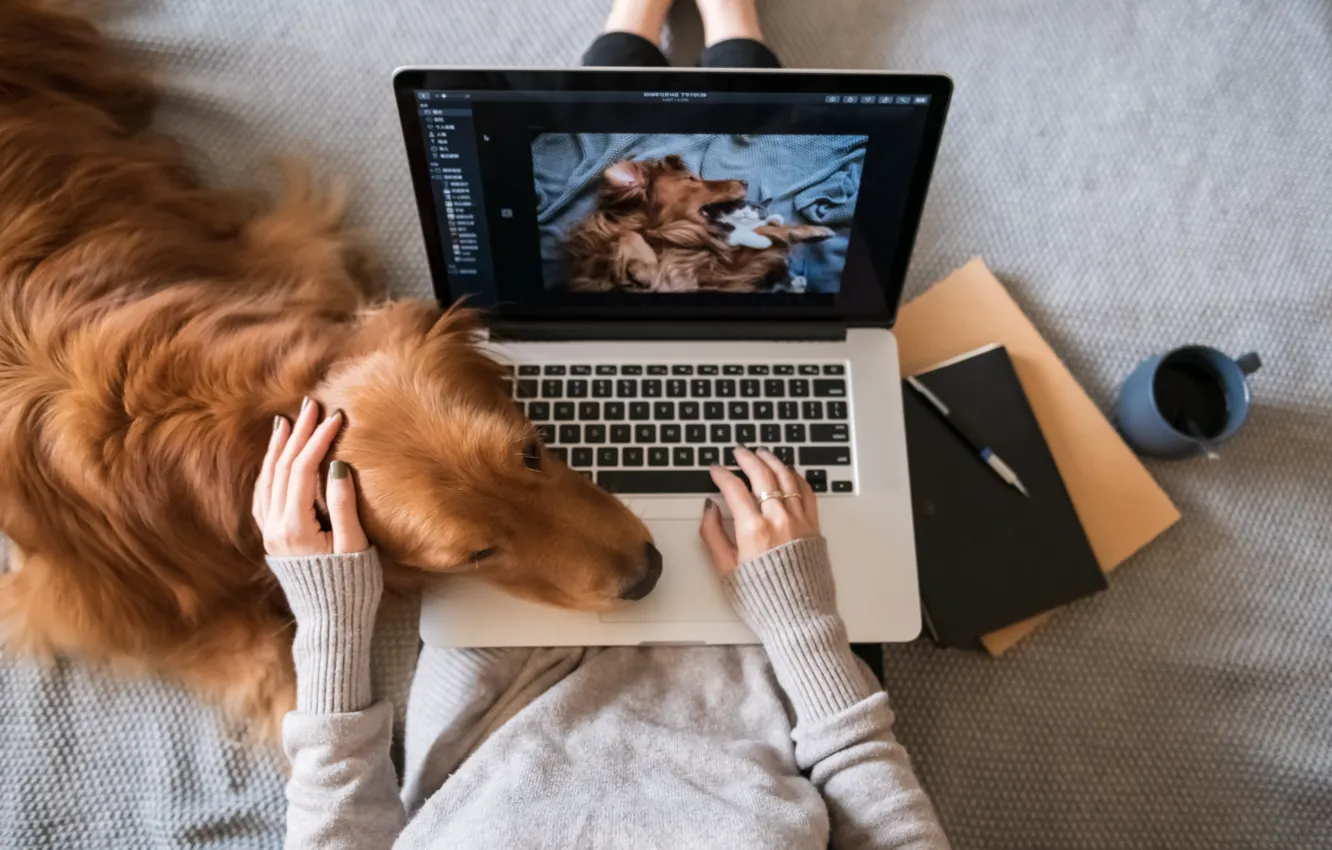 Фото обои Девушка, Руки, ASUS, Golden Retriever, Золотистый ретривер, Premium chromebook, Хромбук премиум-класса, ASUS Chromebook Flip CX3