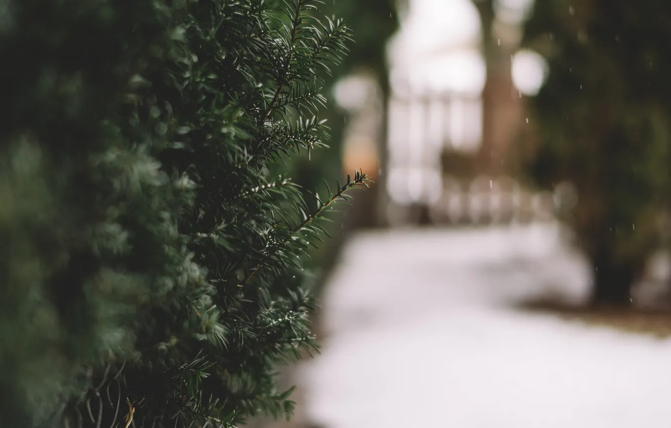 Фото обои зима, листья, снег, ветки