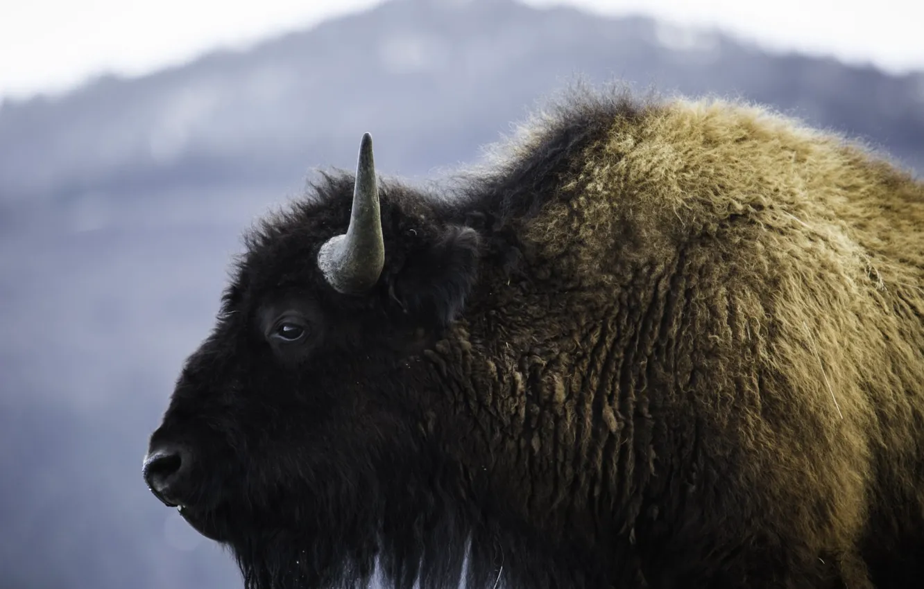 Фото обои nature, animal, wild, portrait, mammal, buffalo, massive, bison