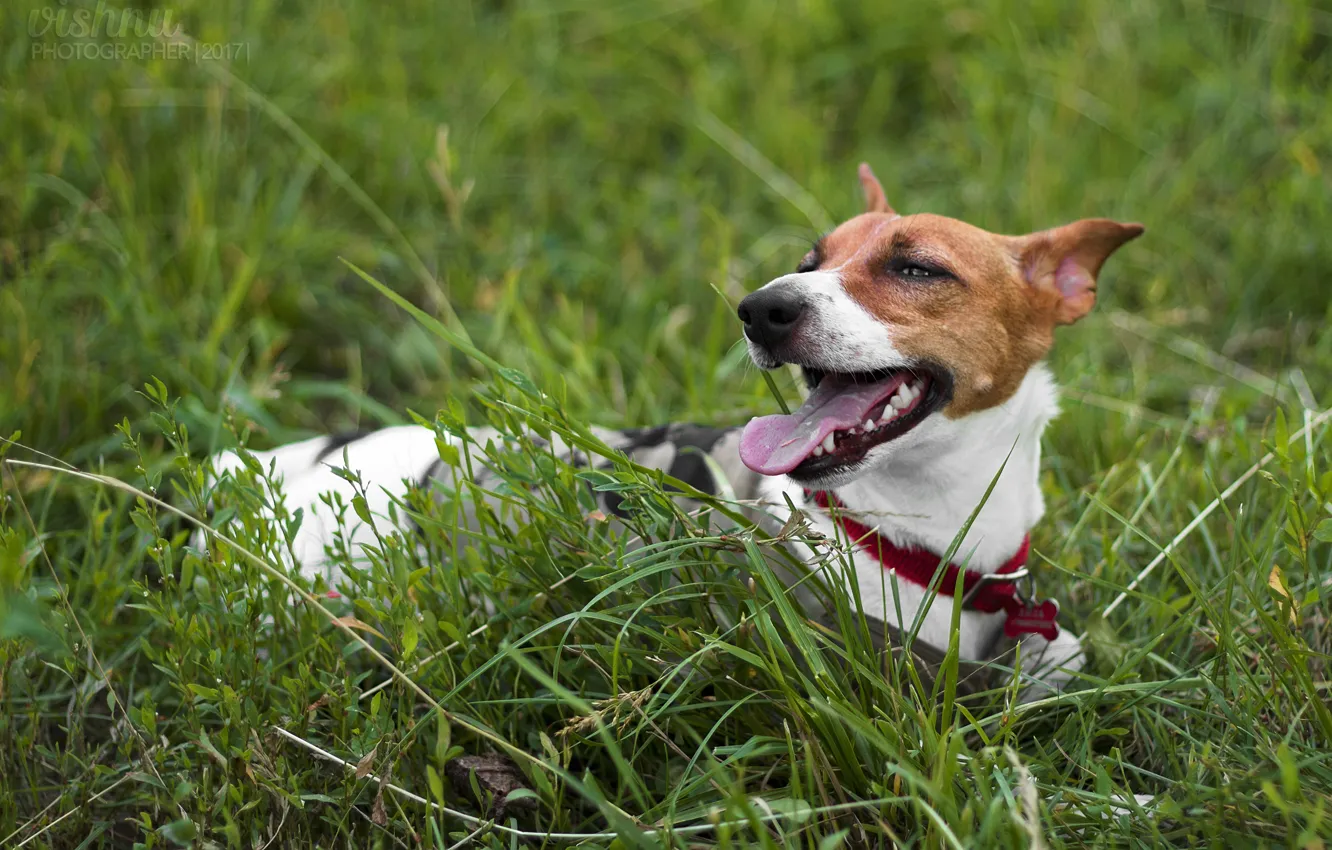Фото обои трава, собака, пес, щенок, прогулка, джек, джек рассел терьер, рассел