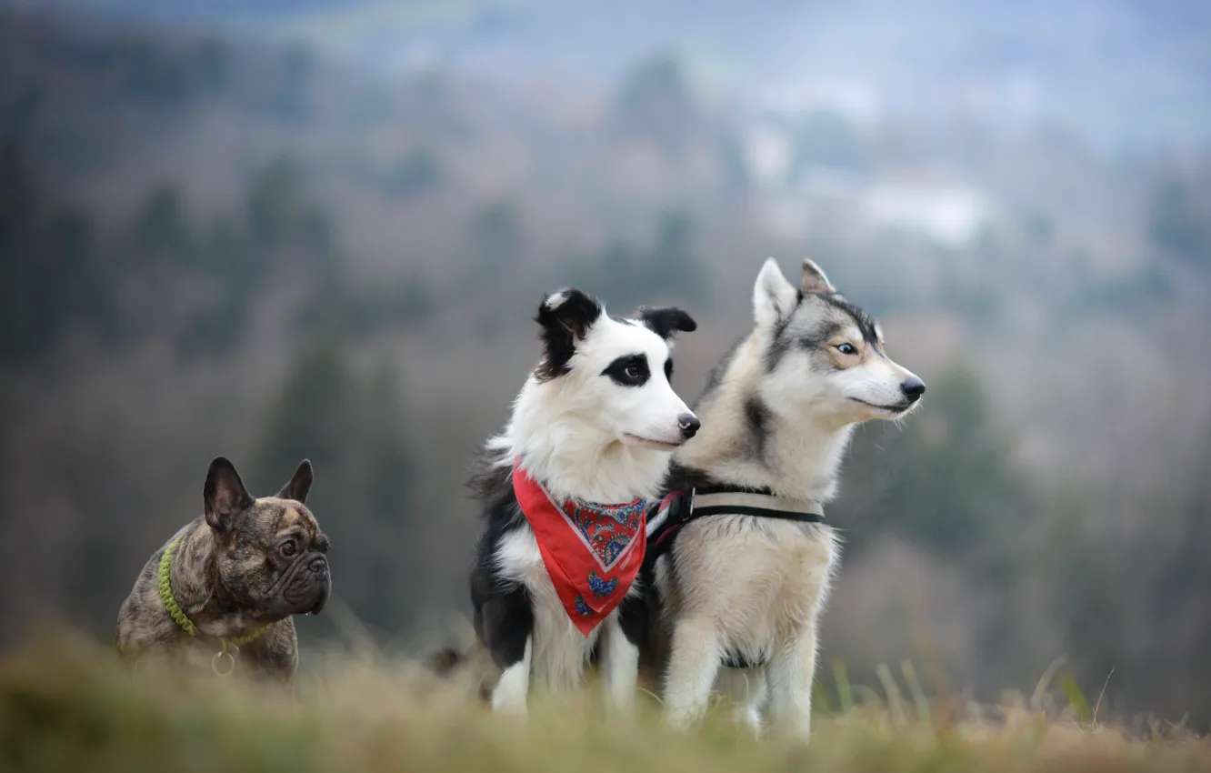 Фото обои собаки, трио, хаски, французский бульдог, бордер-колли, троица
