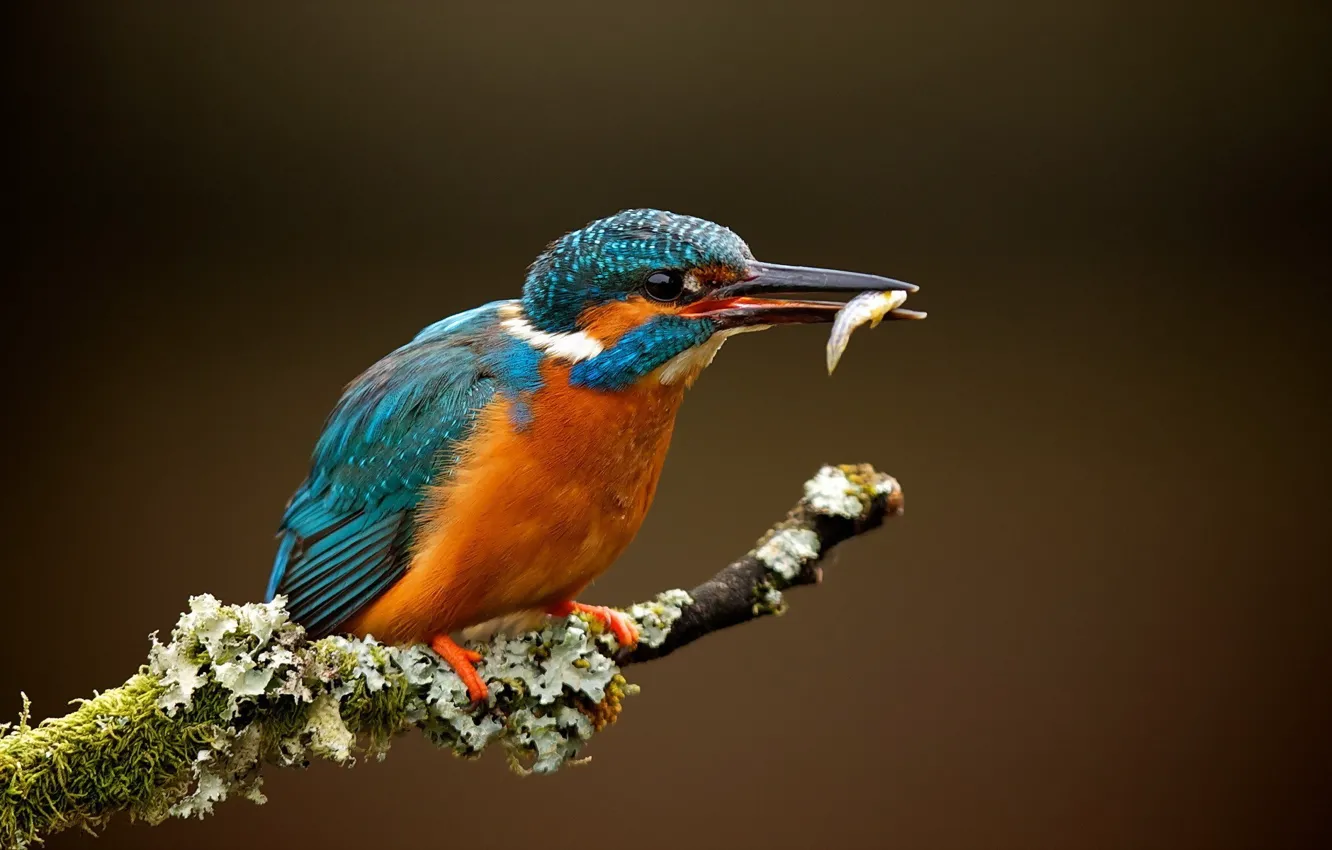 Фото обои colors, bird, blue, feathers, macro, orange, animal, fish