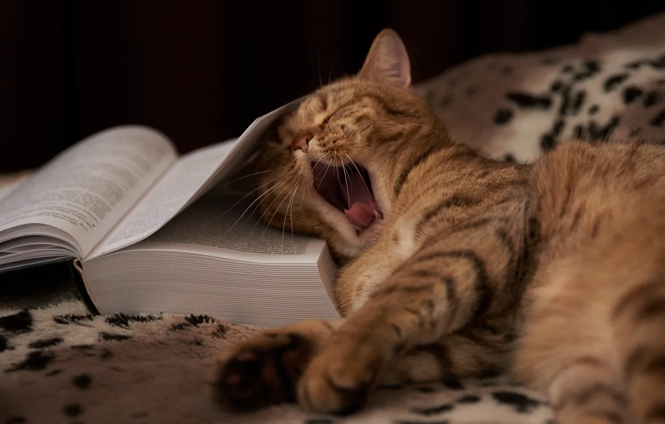 Фото обои язык, кошка, поза, темный фон, котенок, отдых, пасть, спит