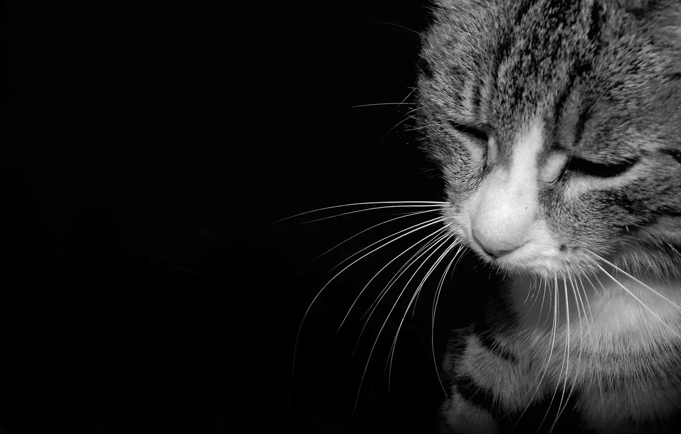 Фото обои грусть, кот, темнота, настроение, белое, печаль, тоска, черно