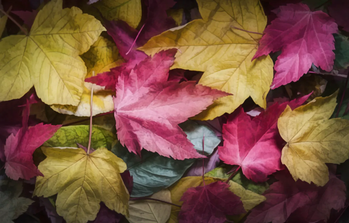 Фото обои осень, листья, клен, разноцветный