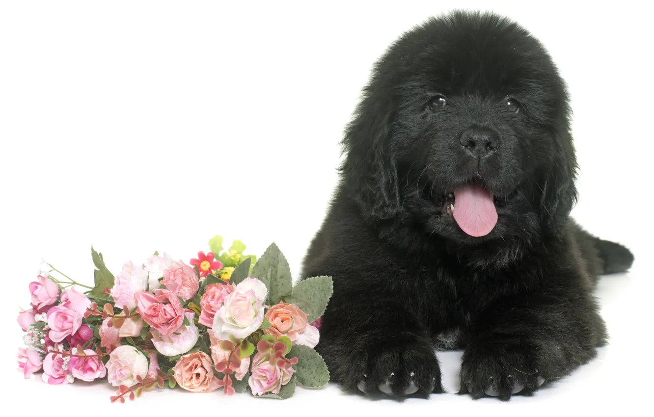 Фото обои цветы, черный, пушистый, щенок, лежит, ньюфаундленд