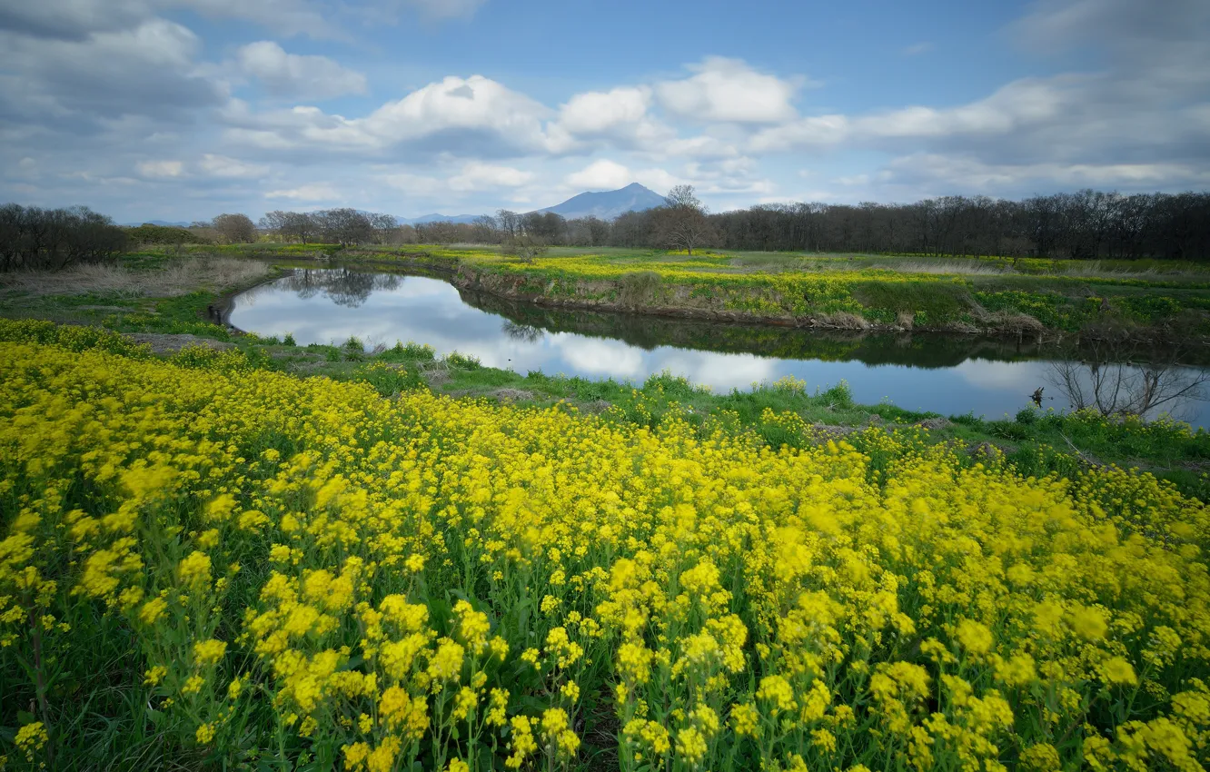Фото обои поле, вода, облака, цветы, горы, природа, отражение, река