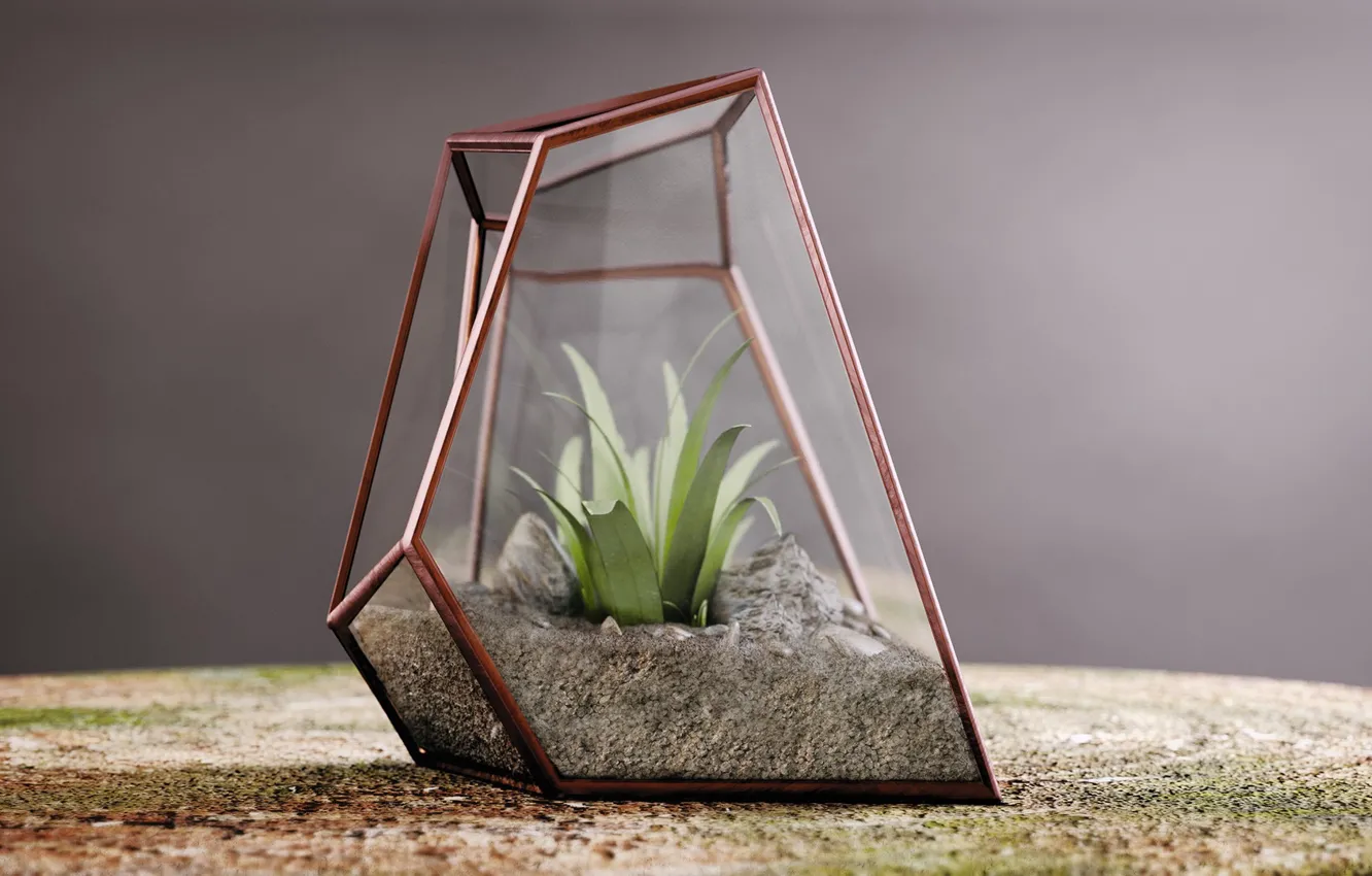 Фото обои песок, растение, Террариум, Nature inside glass, Alexandre Lambertini