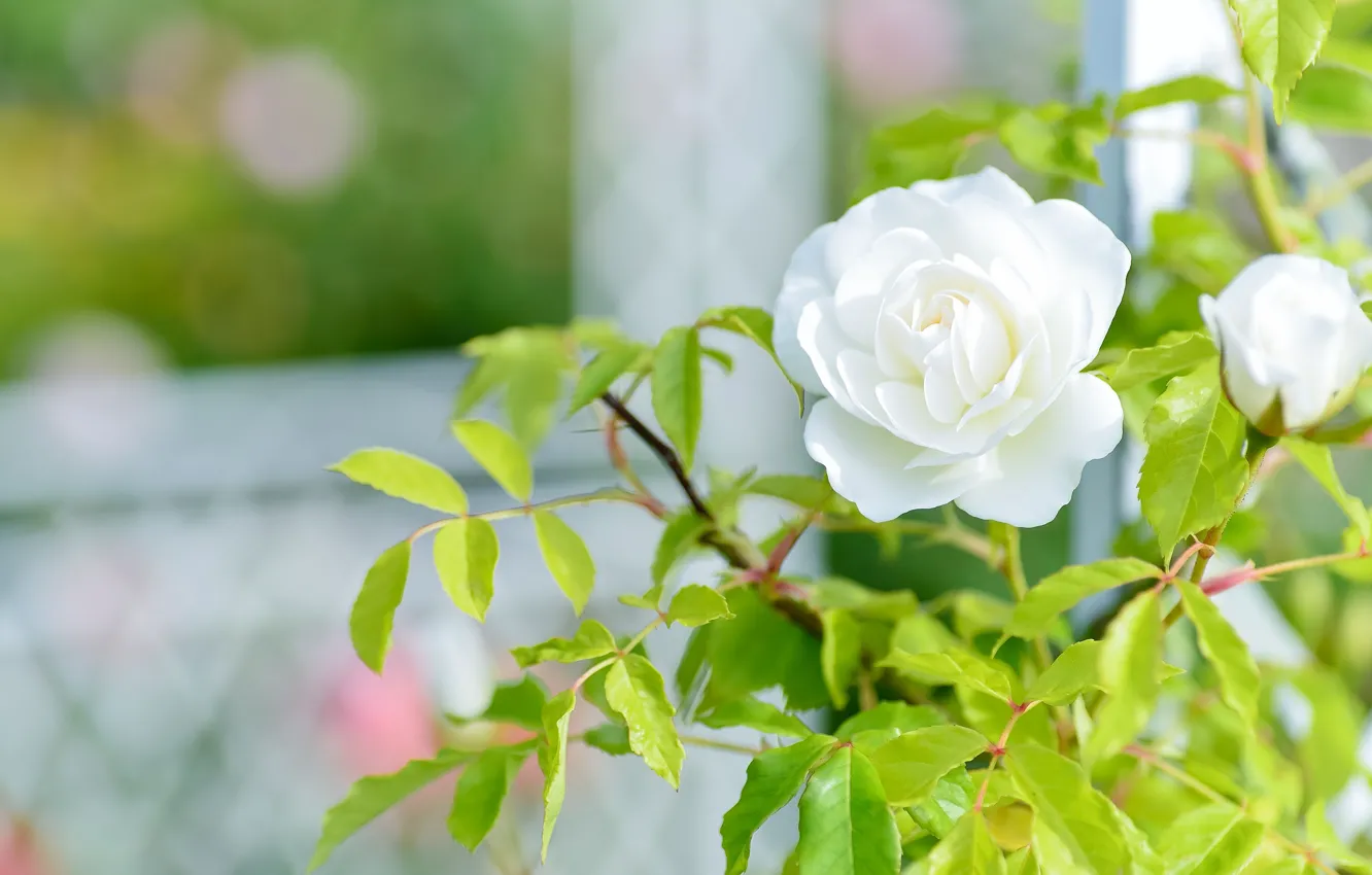 Фото обои цветок, листья, сетка, роза, сад, бутон, окно, белая