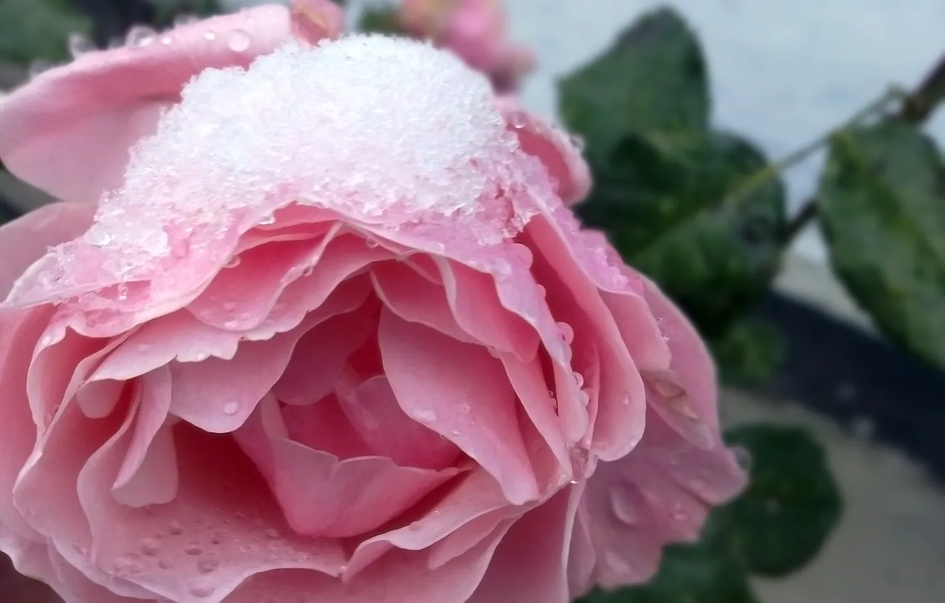 Фото обои зима, снег, цветы, природа, розы