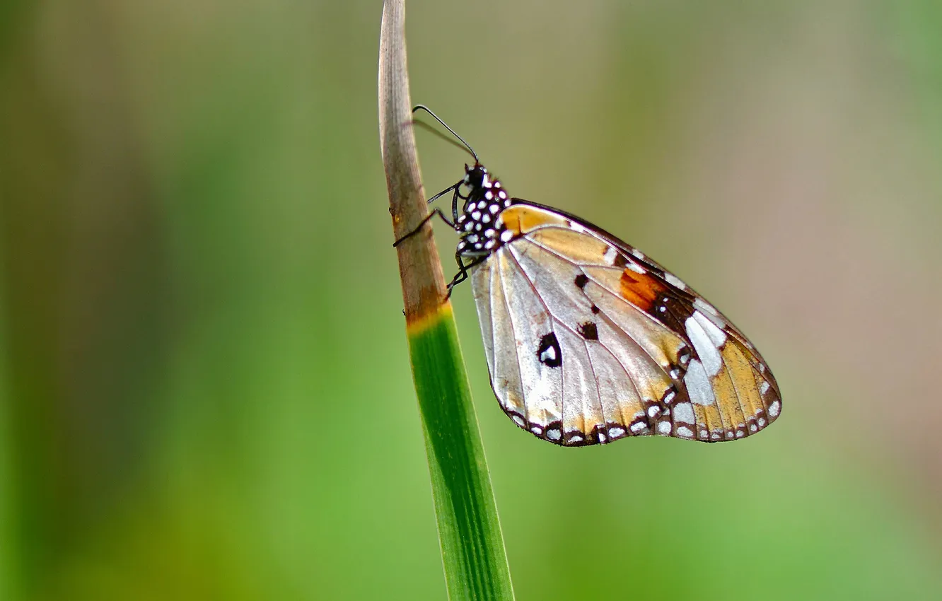 Фото обои бабочка, крылья, фокус, насекомое, травинка