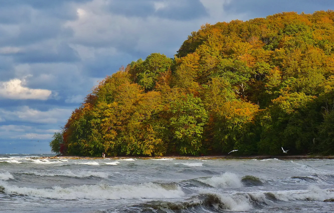Фото обои волны, осень, лес, небо, облака, деревья, птица, Германия