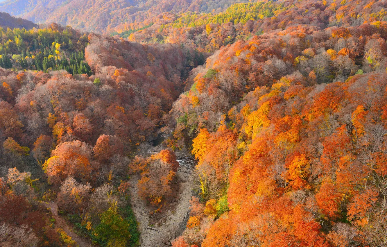 Фото обои осень, лес, деревья, горы, русло