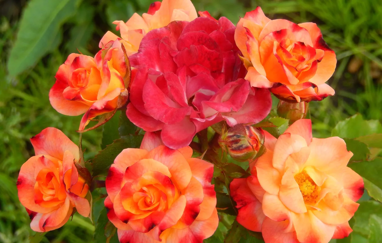 Фото обои цветы, widescreen, обои, wallpaper, кусты, широкоформатные, background, обои на рабочий стол