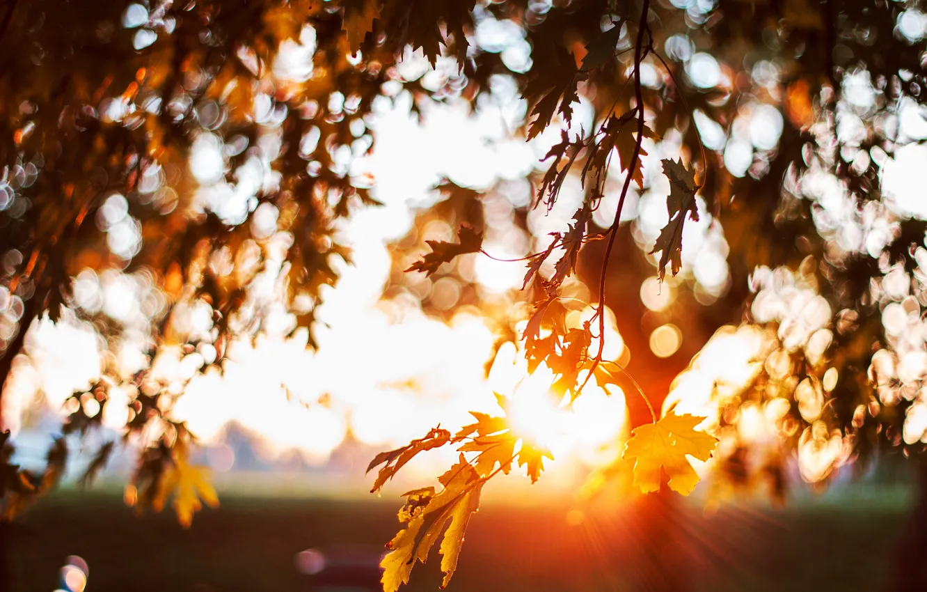 Фото обои листья, солнце, дерево, боке