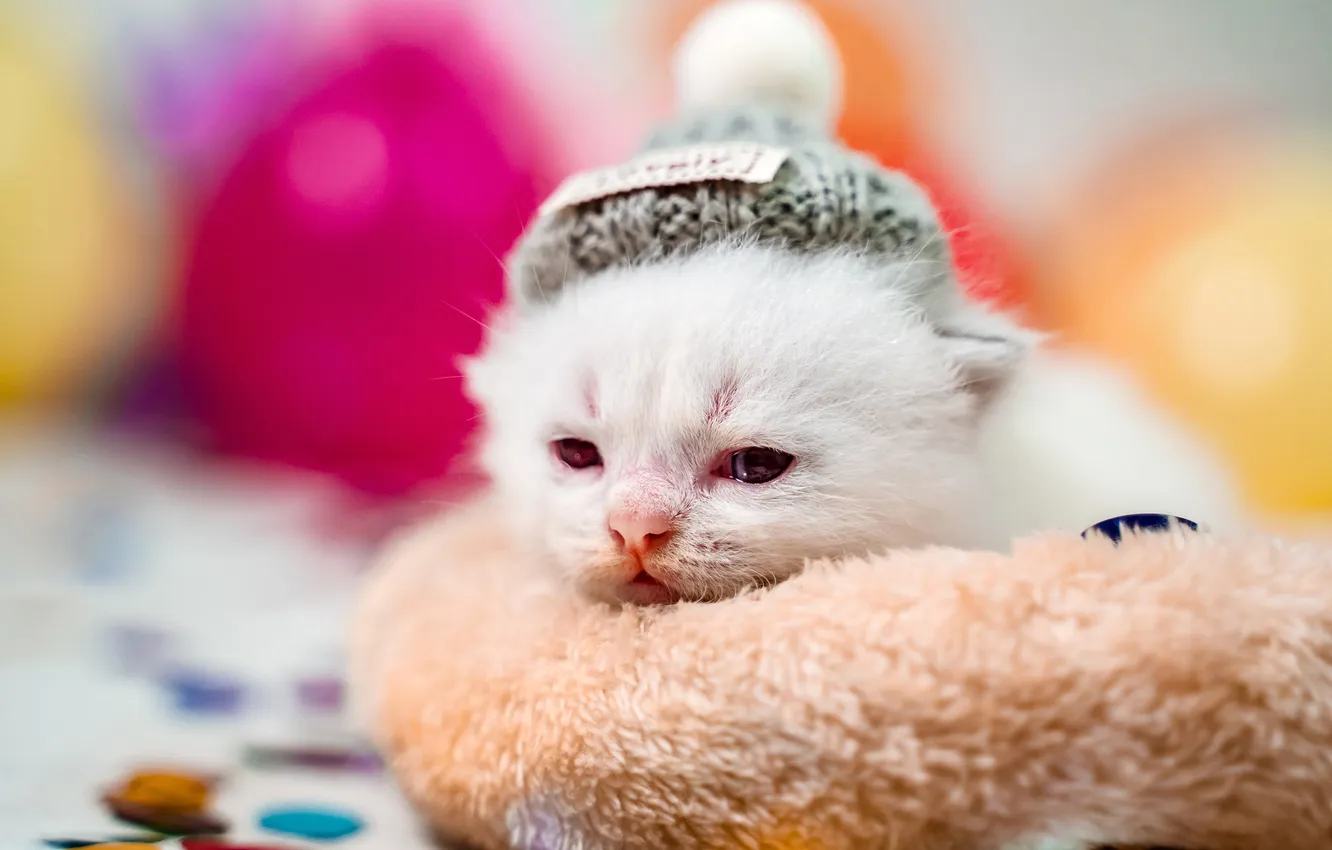 Фото обои кошка, белый, взгляд, шарики, поза, котенок, размытие, малыш